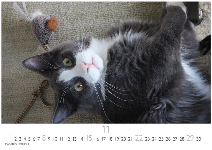 Immagine prodotto Funny Cats 2026 S 24x35cm (24 x 35 cm)