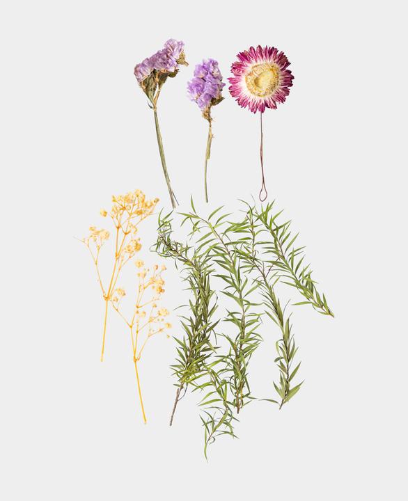 Immagine prodotto I Am Creative Set di fiori secchi (Fiori secchi)