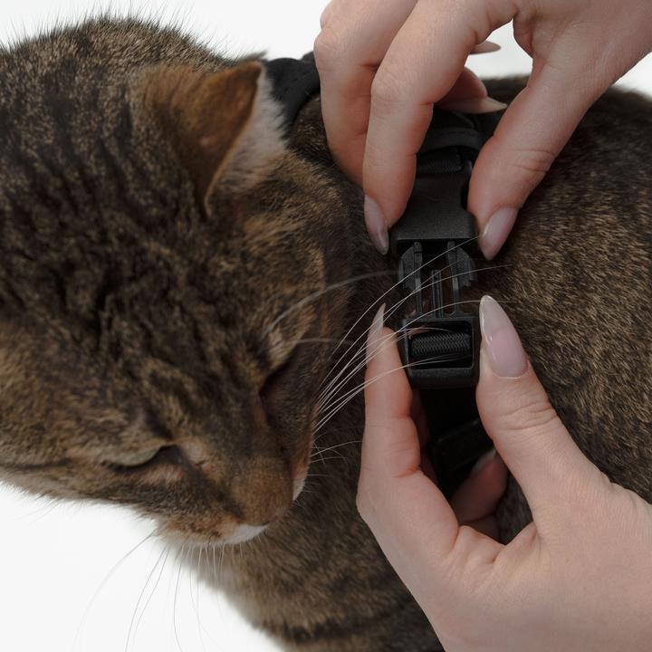Image du produit LucyBalu EXPLORER Katzengeschirr (M, L, Chat, Général)