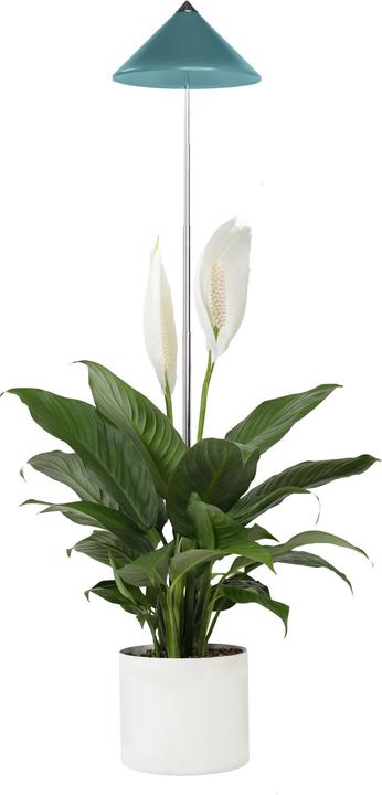 Produktbild Parus by Venso SUNLiTE LED Pflanzenlampe klein 7W Petrol, Wachstumslampe mit Teleskopstab, Grow Lig (LED, 230 V)