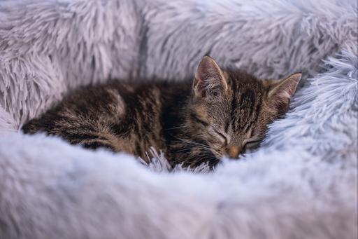 Image du produit Beeztees Vide (Chat)