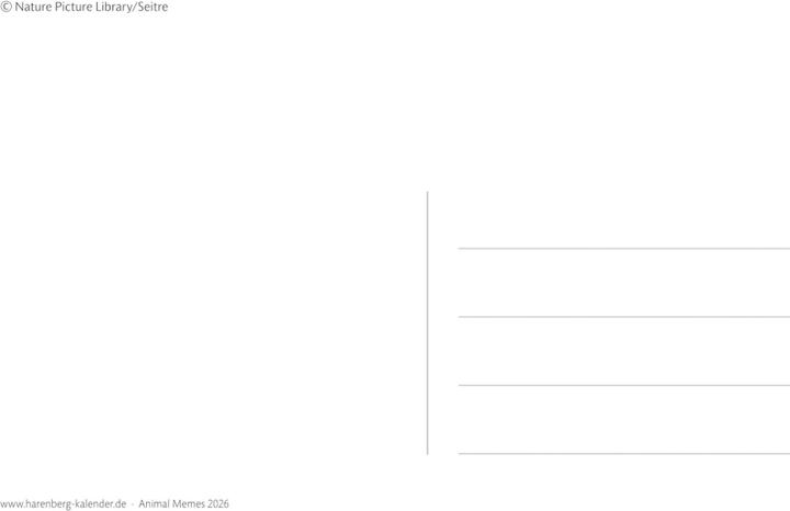 Immagine prodotto Harenberg Calendario cartoline animali 2025 - 53 cartoline animali divertenti (16 x 17,5 cm)