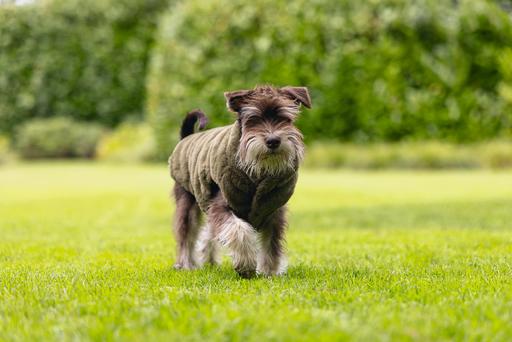 Actual product image Designed by Lotte Victoria dog coat (S, Dog coat)
