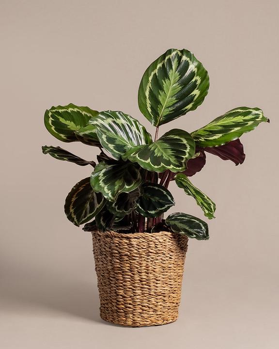 Image du produit feey Calathea Roseopicta (50 cm, Fraîchement rempotés, Respectueux des animaux)