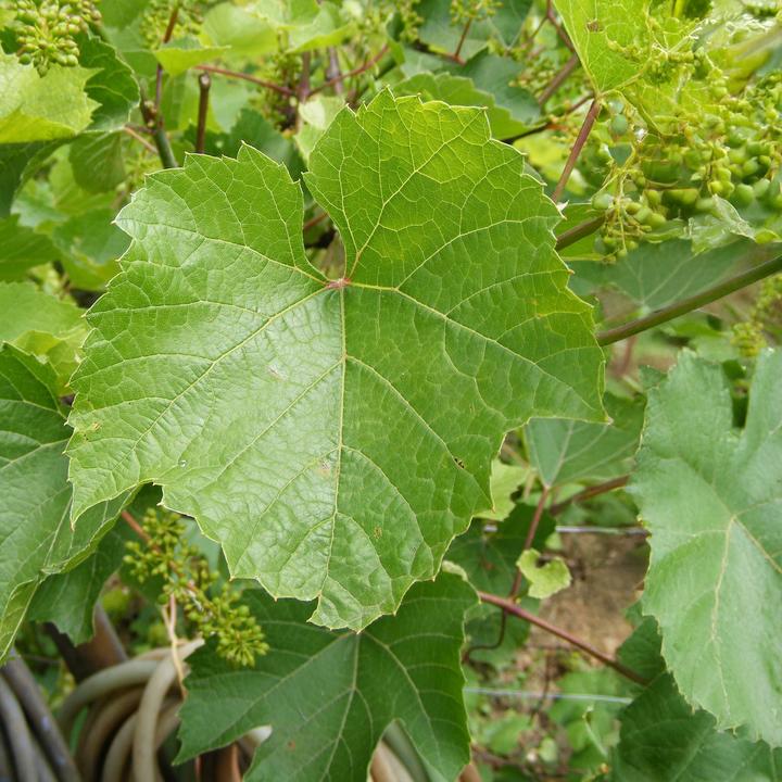 Produktbild Plant in a Box Vitis vinifera ‘Himrod’ - Traubenpflanze (60 cm)