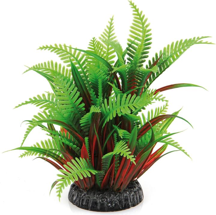 Amazonas La plante fantastique (Plantes, Plantes)