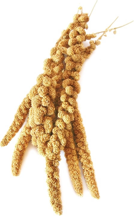 Swisspet Sacchetto di miglio a coda di volpe (1 x, 0.40 kg)