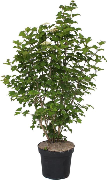 Image du produit Zulauf Gemeiner Schneeball / Viburnum opulus (100 cm)