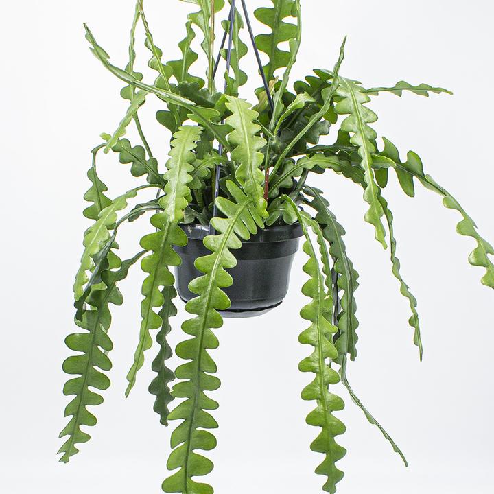 Buy Kakteen Gautschi products online now  galaxus.ch