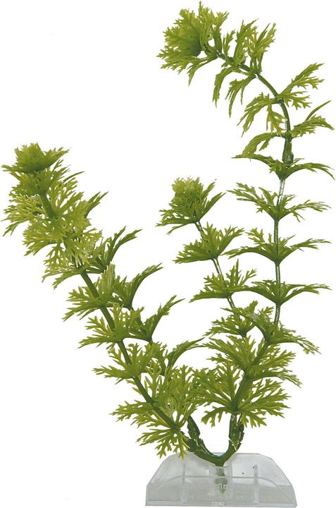 Actual product image Tetra Plantastics Ambulia 36 (Flora)