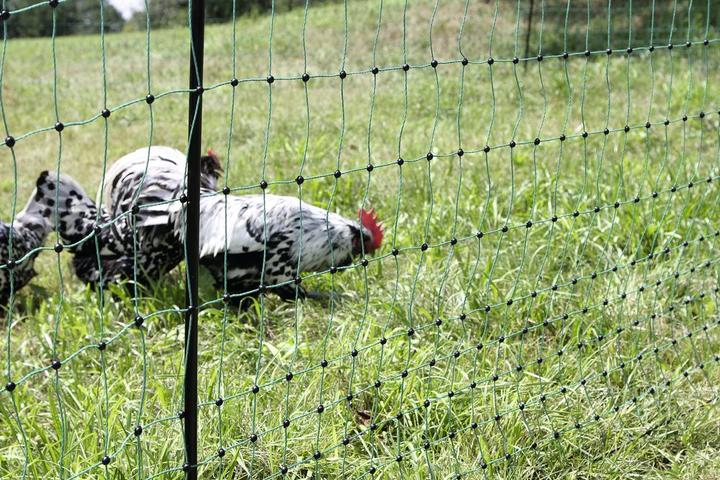 Produktbild Kerbl PoultryNet