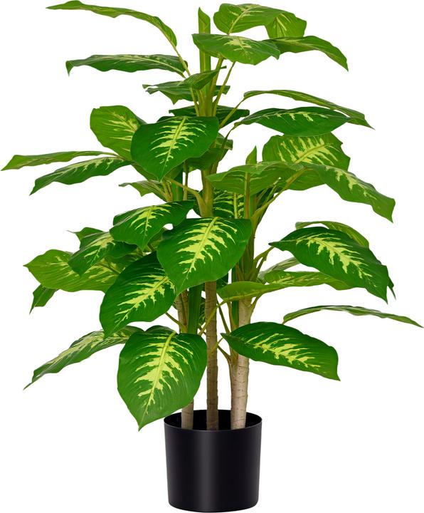 borsigiana variegata Buy Monstera Borsigiana Albo Variegated main image 0