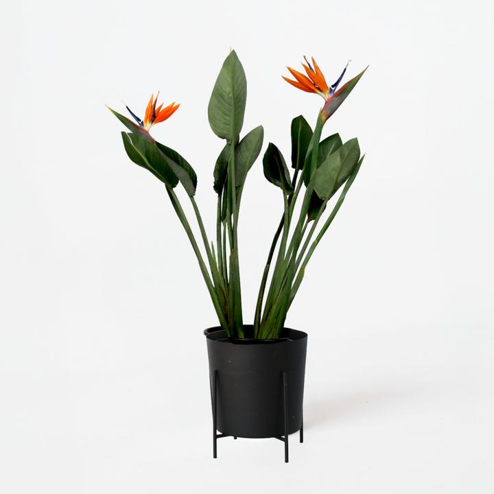 Produktbild Plant in a Box Strelitzia reginea - Paradiesvogelpflanze (70 cm)