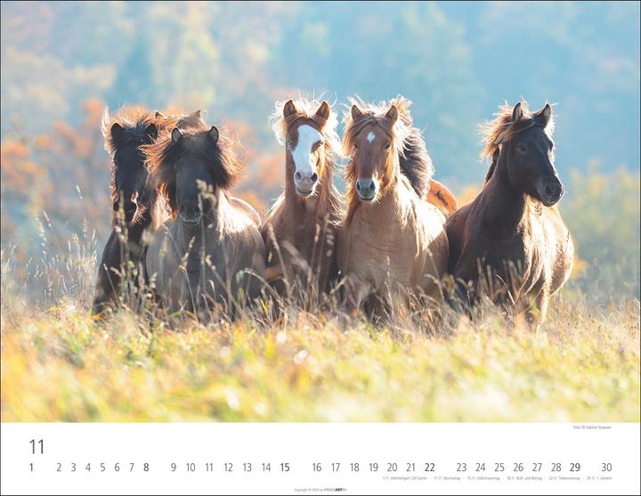 Produktbild Islandpferde Kalender 2026 (44 x 34 cm)