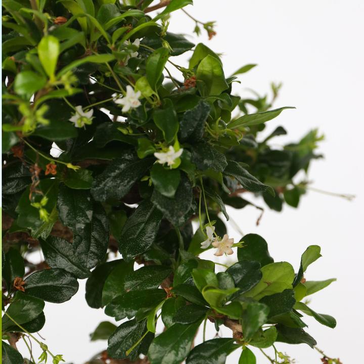 Image du produit Plant in a Box Carmona microphylla - Bonsaibaume (25 cm)