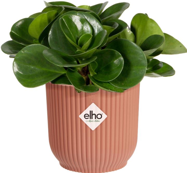 Image du produit Elho Blumenschale (7 x 6.50 cm)