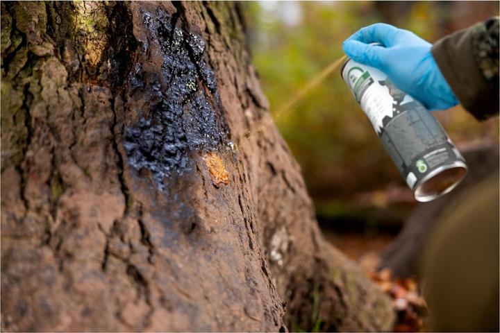 Actual product image Eurohunt Beech tar