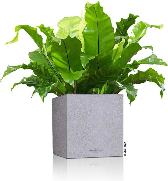 Immagine prodotto Lechuza Canto Stone 14 (14 cm)