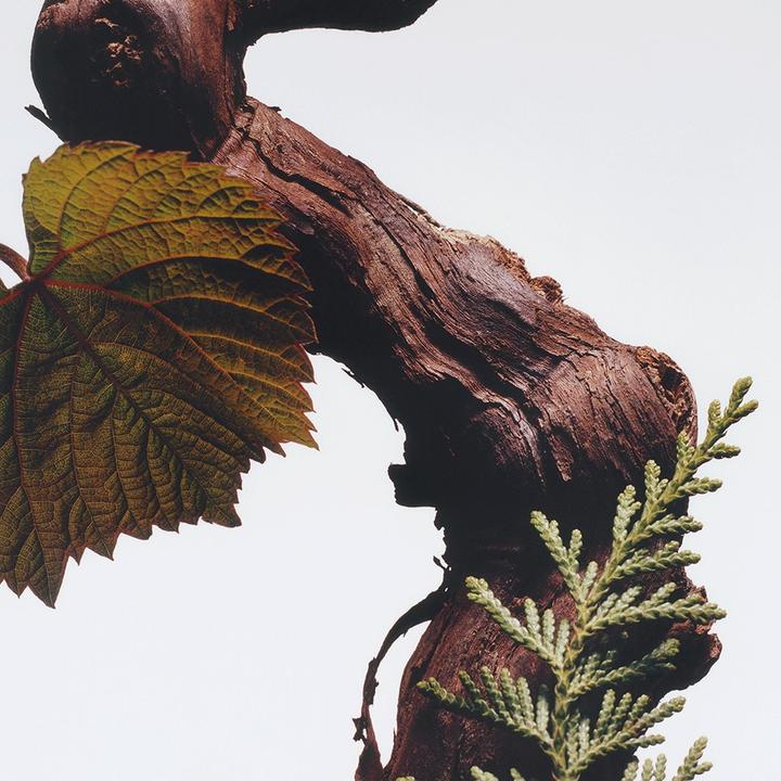 Actual product image Jo Malone Cypress & Grapevine (Eau de cologne, 100 ml)