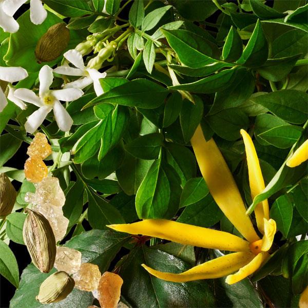 Image du produit Molton Brown Ylang-Ylang relaxant (Lait pour le corps, 300 ml)