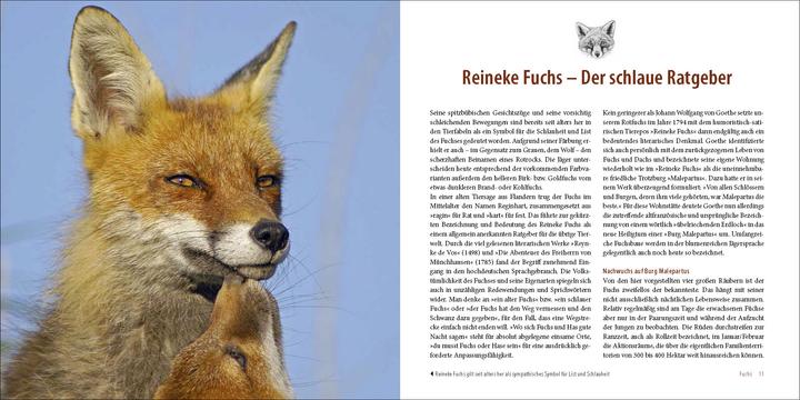 Produktbild Räuber in heimischen Wäldern (Deutsch, Klaus Borrmann, 2013)