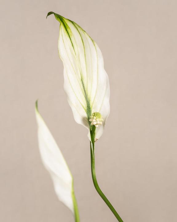 Image du produit feey Schnellwachsendes Pflanzen-Set (15 cm, Fraîchement rempotés)