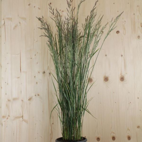 Actual product image Säntispracht The white-striped compact Striated Riding Grass - Calamagrostis acutiflora 'Overdam' (120 cm)
