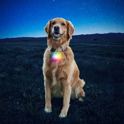 Actual product image Nite Ize SpotLit™ Collar Light (Dog, General)