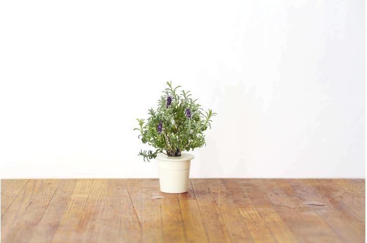 Produktbild Click and Grow Lavendel (Kräutersamen)