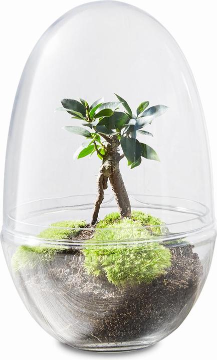 Actual product image Green Bubble DIY Package: Egg Bubble, large (32 cm)