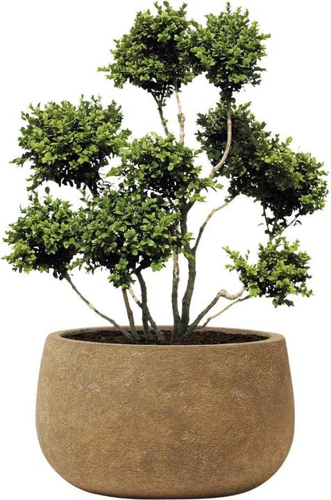 Image du produit Kirschke Rockline (25 cm)