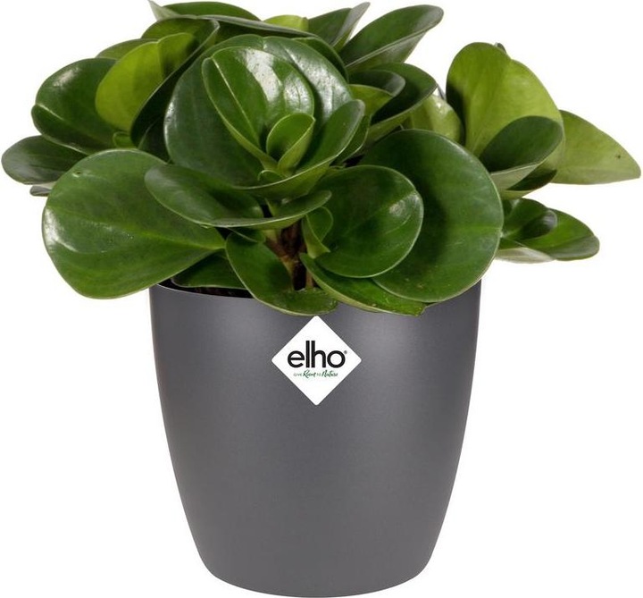 Produktbild Elho Brussels (13 cm)
