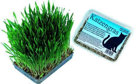 Image du produit Nobby Herbe à chat (100 g)
