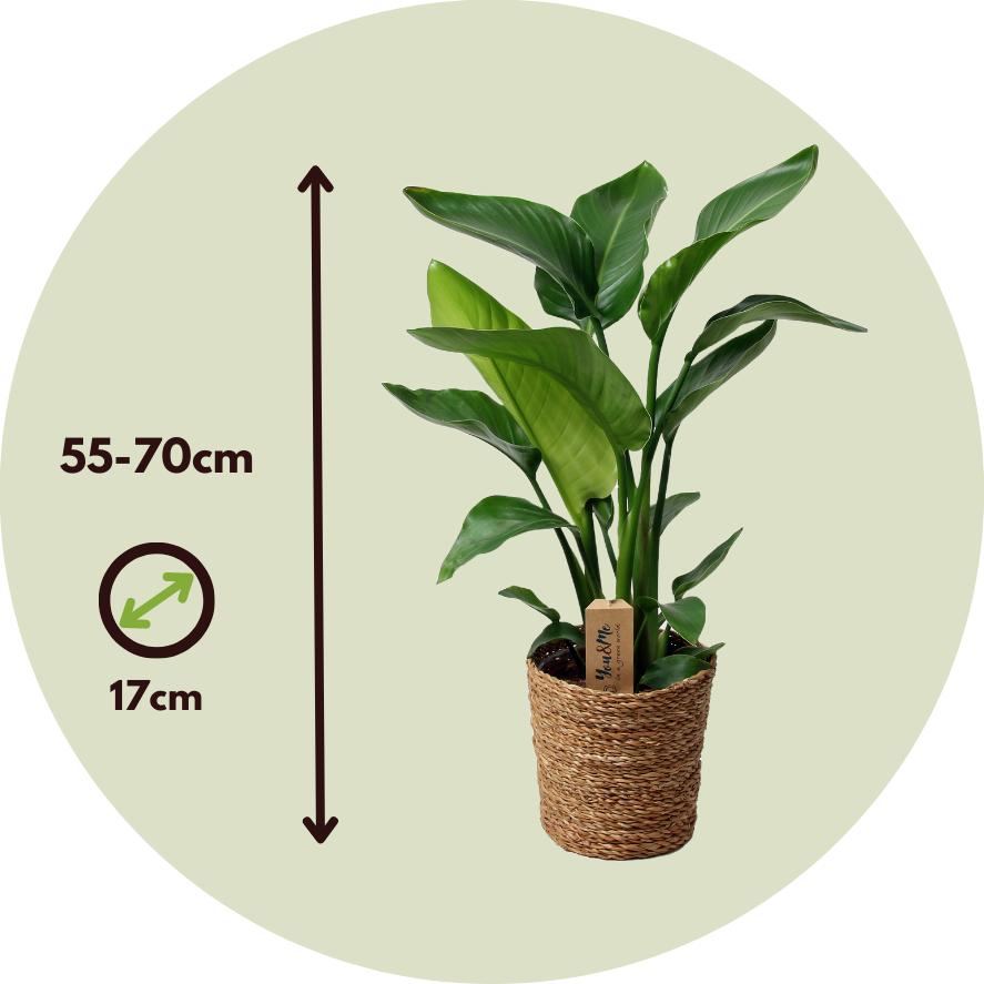 Thumbnail - Plant in a Box, Pflanzen, Strelitzia Nicolai - Paradiesvogelpflanze (70 cm)
