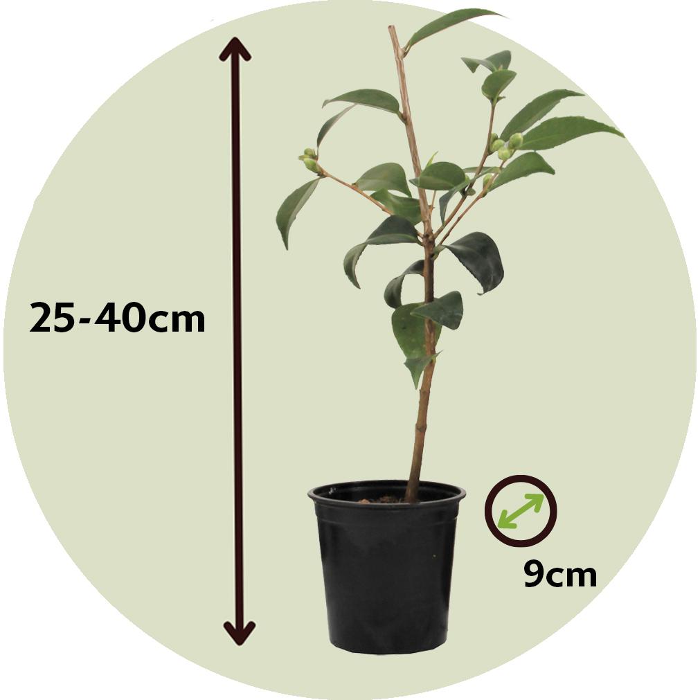 Thumbnail - Plant in a Box, Pflanzen, Camellia japonica Bonomiana - 3er Set Japanische Rosen (25 cm)