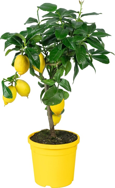 Actual product image Flowerbox Lemon tree - height ca. 60 cm, pot-Ø 19 cm - Citrus Limon (40 cm)