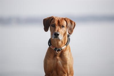Produktbild Trixie Be Nordic (L, Hund, Allgemein)