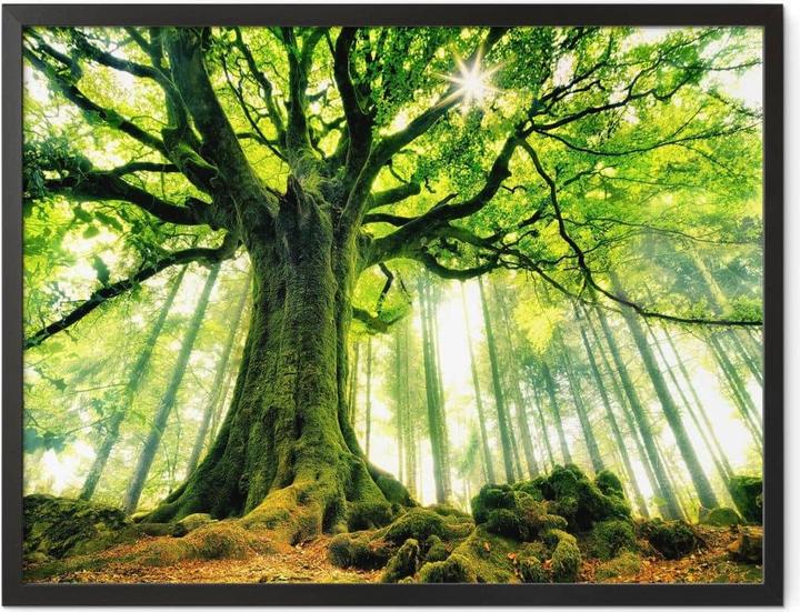 Actual product image Trenddeko Kiciak - Fairy tale forest (50 x 40 cm)