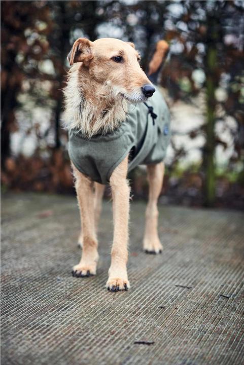 Actual product image Hunter Dog coat Uppsala Trend (30, Dog coat)