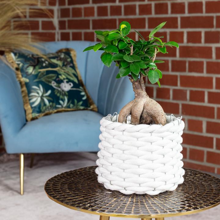 Immagine prodotto Flowerbox Bonsai - Ficus Ginseng (25 cm)