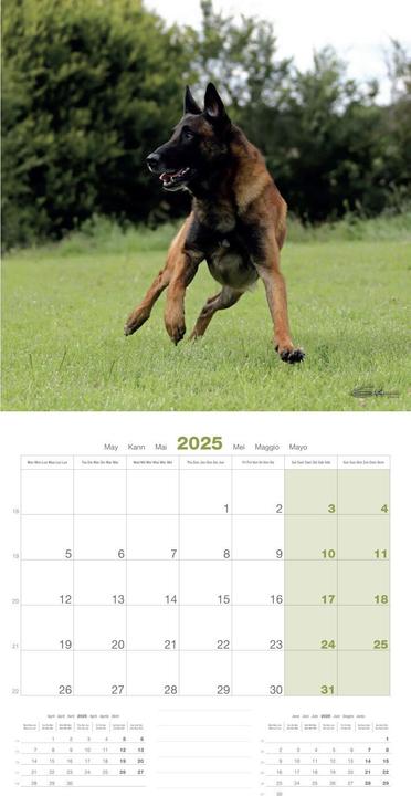 Produktbild Martin Sellier Berger Belge Malinois