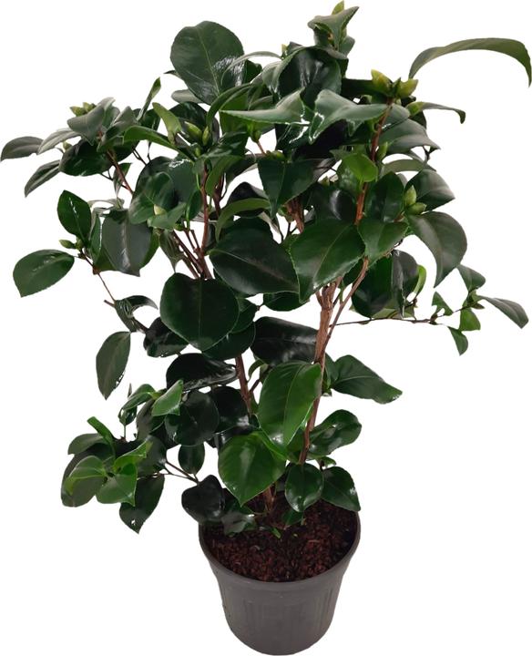 Actual product image Plant in a Box Camellia japonica Lady Campbell - Japanese rose (50 cm)