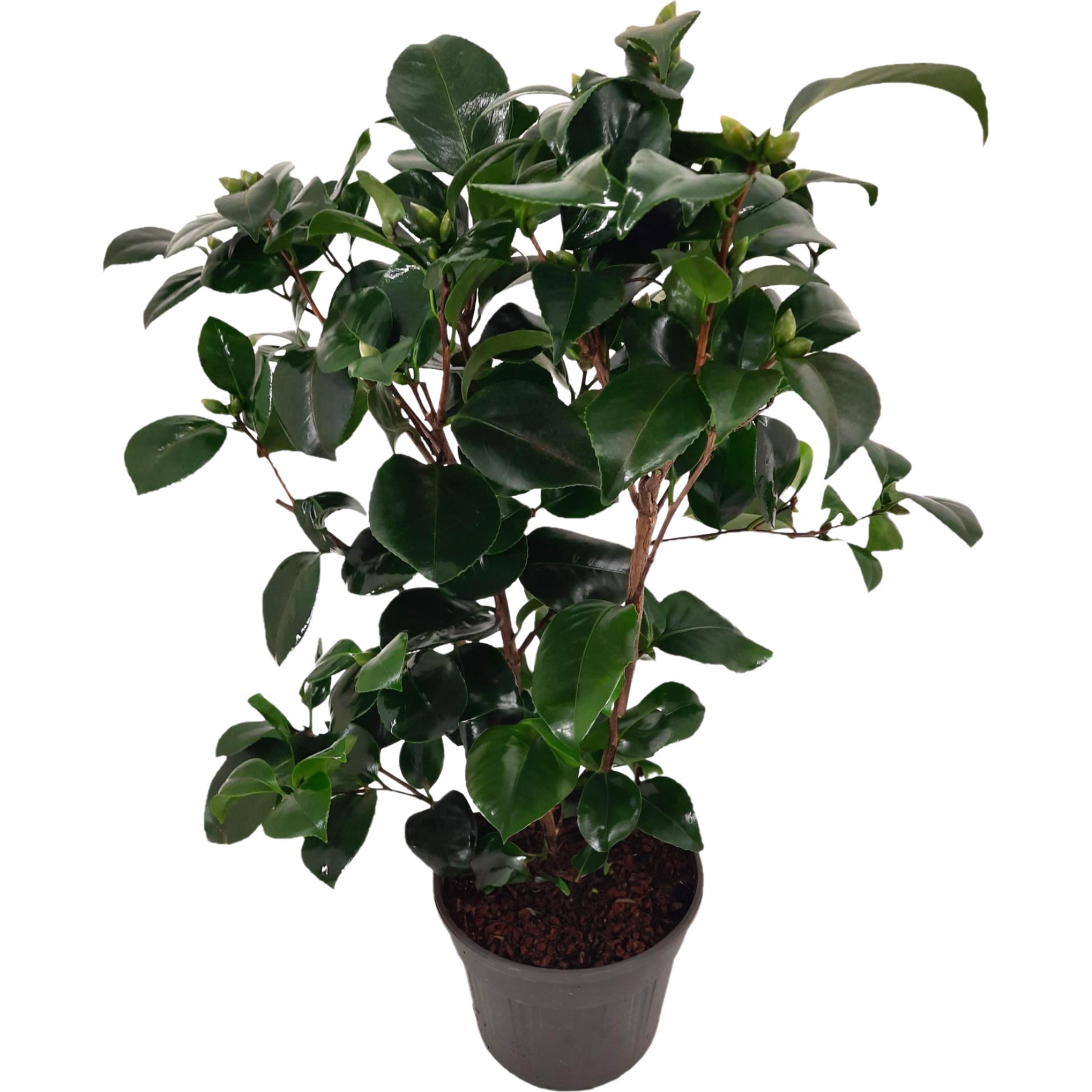 Plant in a Box, Pflanzen, Camellia japonica Lady Campbell - Japanische Rose (50 cm)