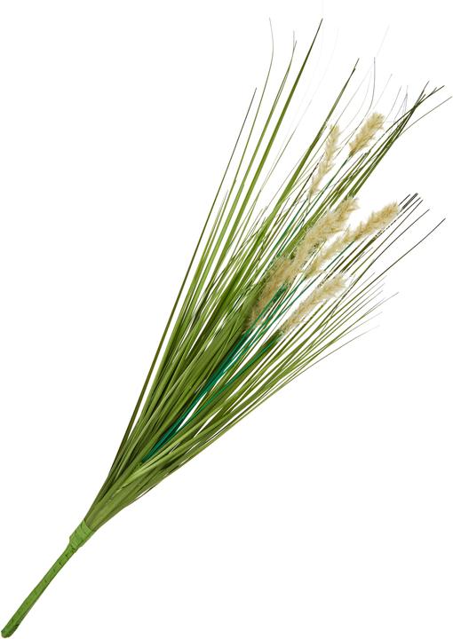 Immagine prodotto DPI Gras mit Fruchtstand