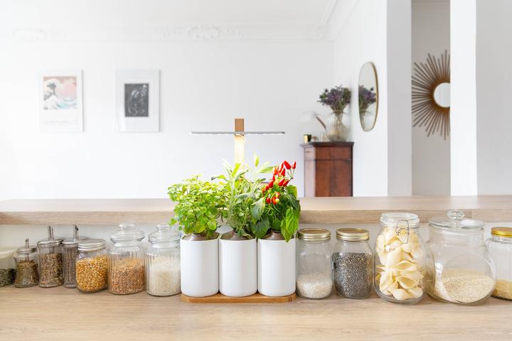 Image du produit Prêt à Pousser Lilo