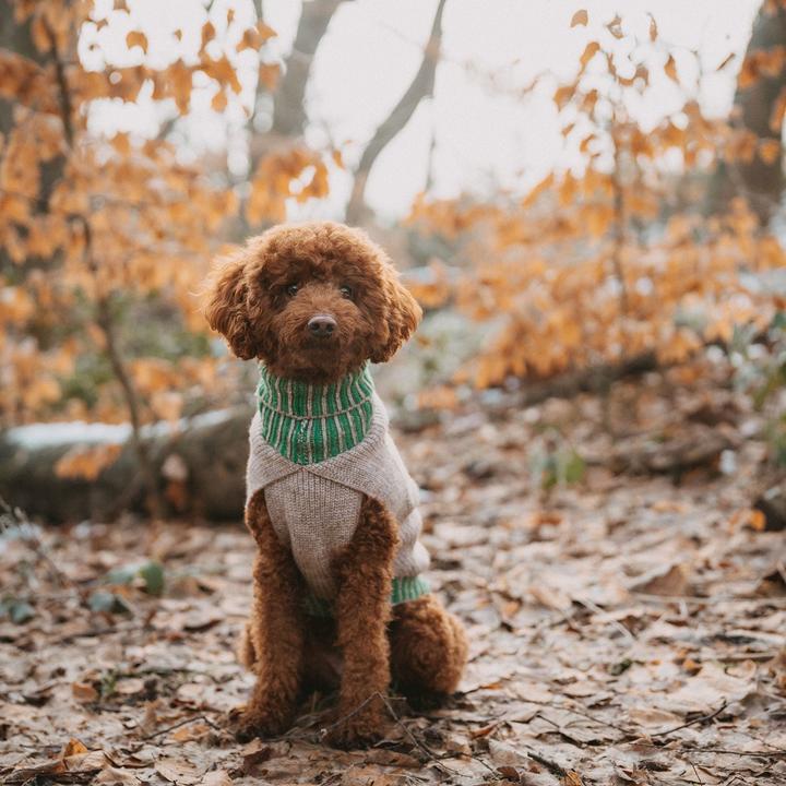 Produktbild Hunter Dogcoat Odense 40 + hat, beige/green - (203527) (40, Hundepullover)