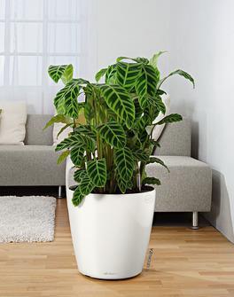 Actual product image Lechuza Classico Color (34.50 x 32.50 cm)