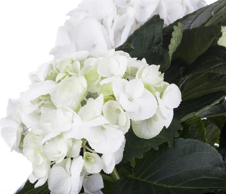 Actual product image Hydrangea (60 cm)