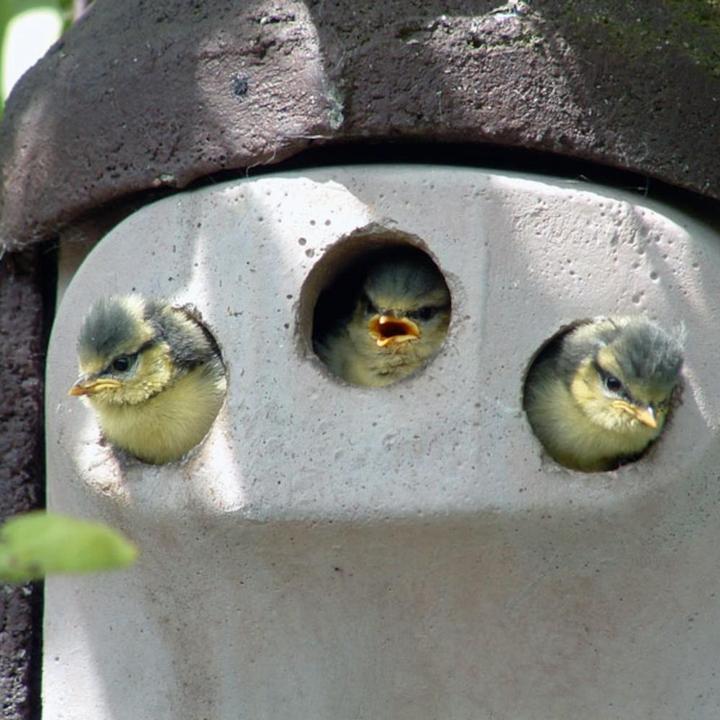 Actual product image Schwegler 221/1 Nesting box 2GR Three-hole 27 mm