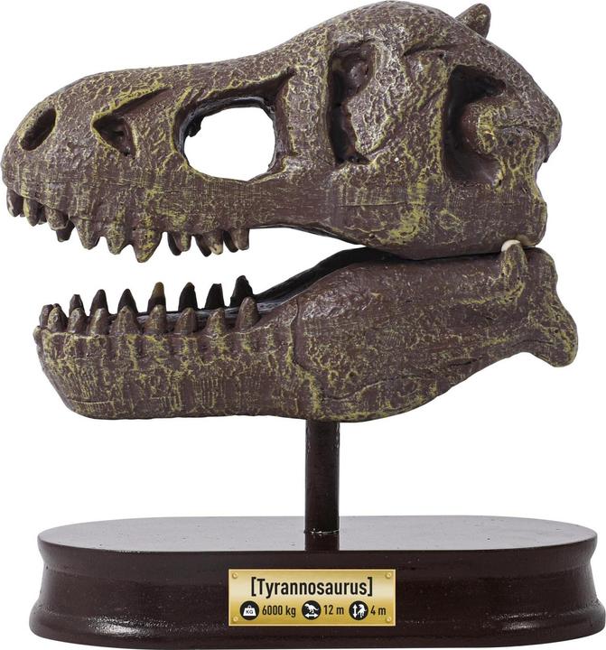 Actual product image Buki Experiment kit dinosaur skull - Tyrannosaurus